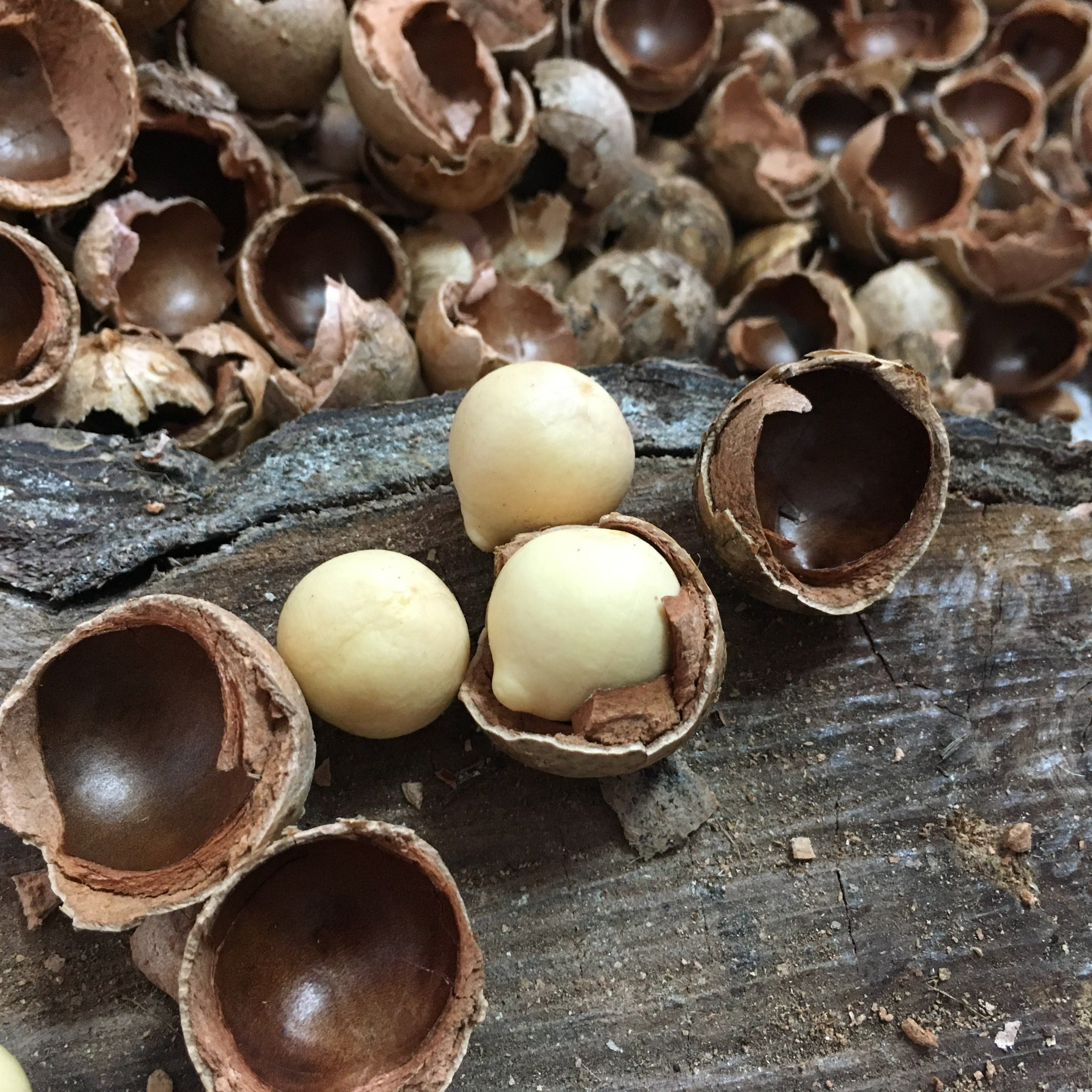 naure pure tamanu oil