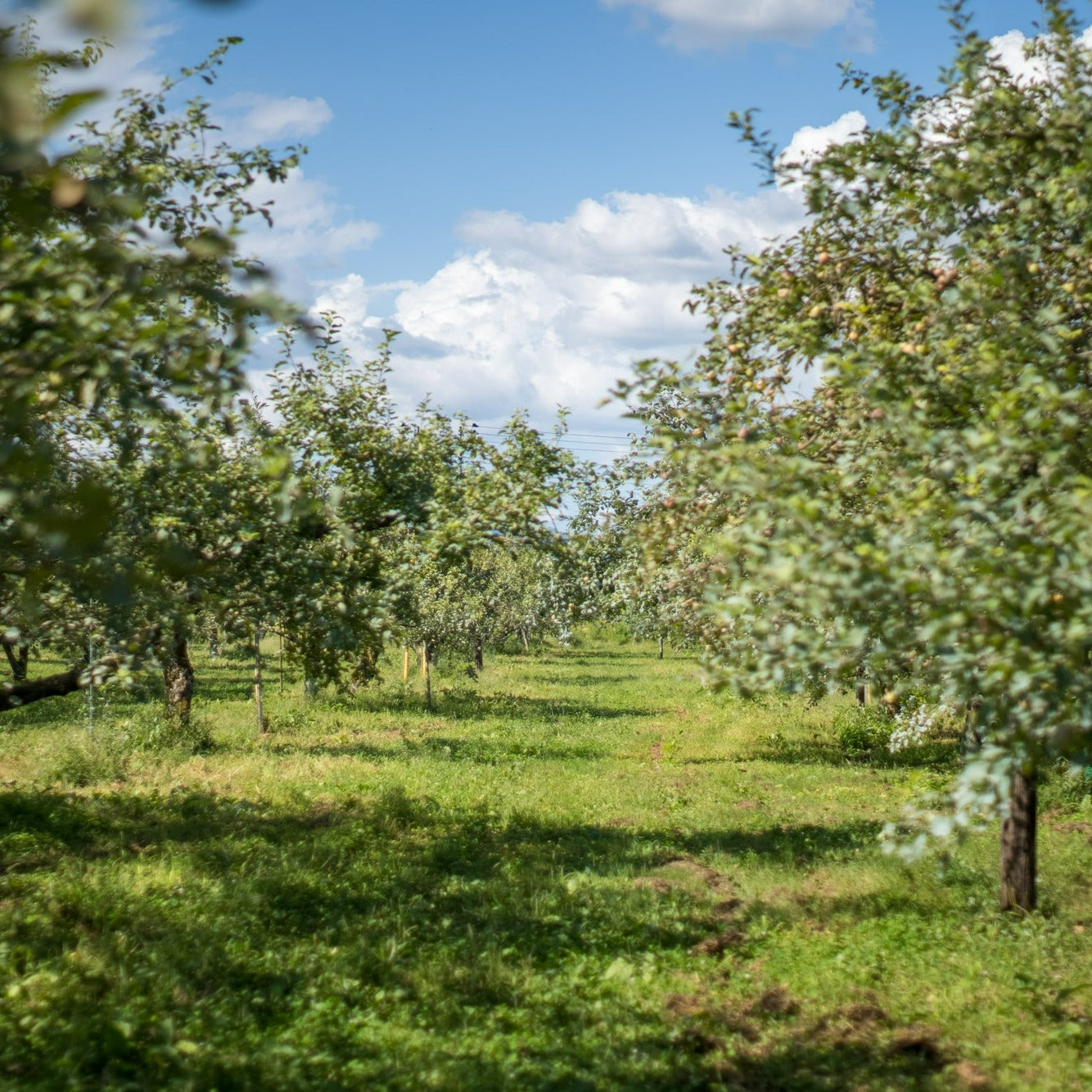 Apple Rippa 原味富士苹果汁