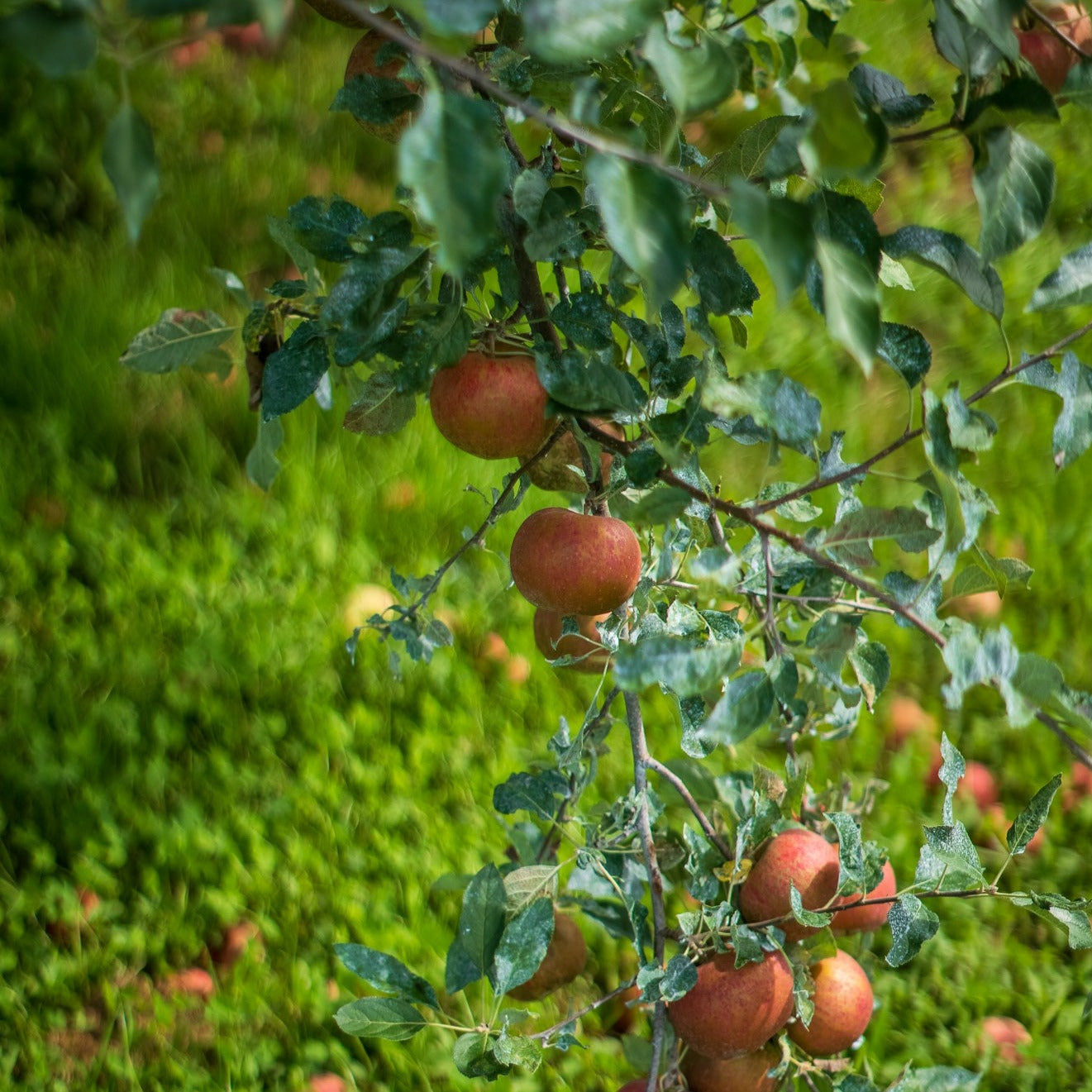 Apple Rippa 原味富士苹果汁
