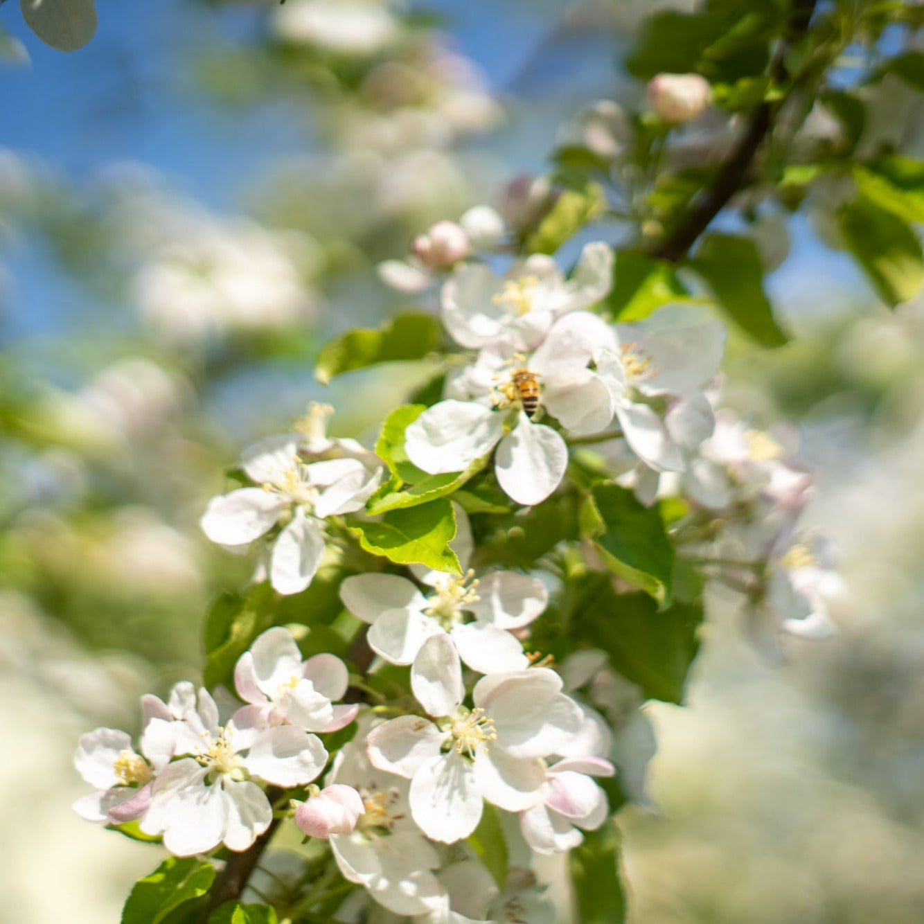 Apple Rippa 原味蓝苹果混合汁