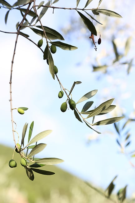 Bottega Organica Nourish Face Oil (Lavender)