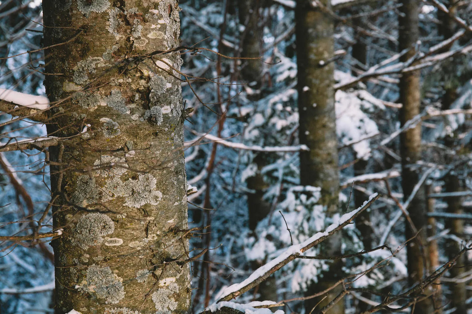 NALUQ ナルーク ハンドクリーム ライケン