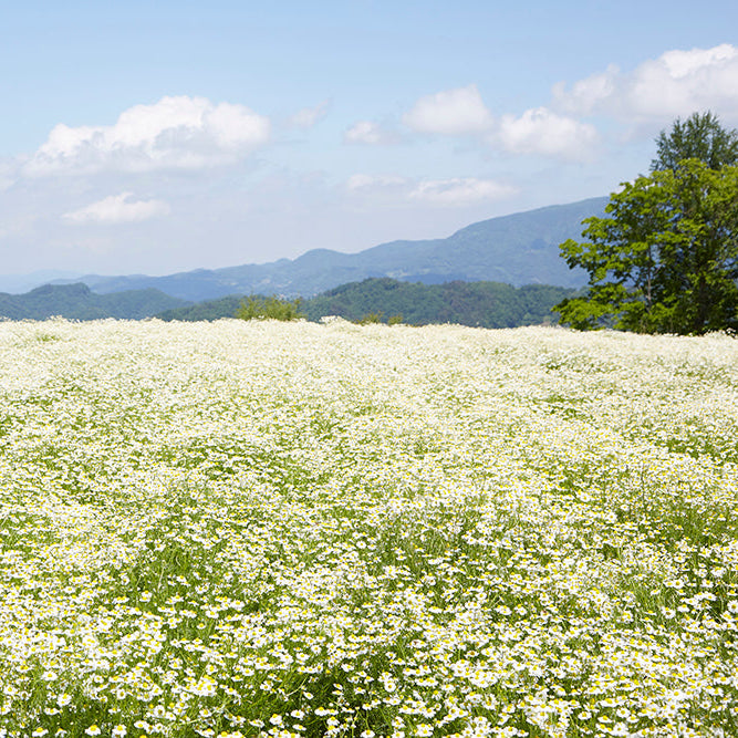 【期間限定 11/24まで】華密恋 薬用入浴剤