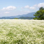 【期間限定 11/24まで】華密恋 薬用入浴剤