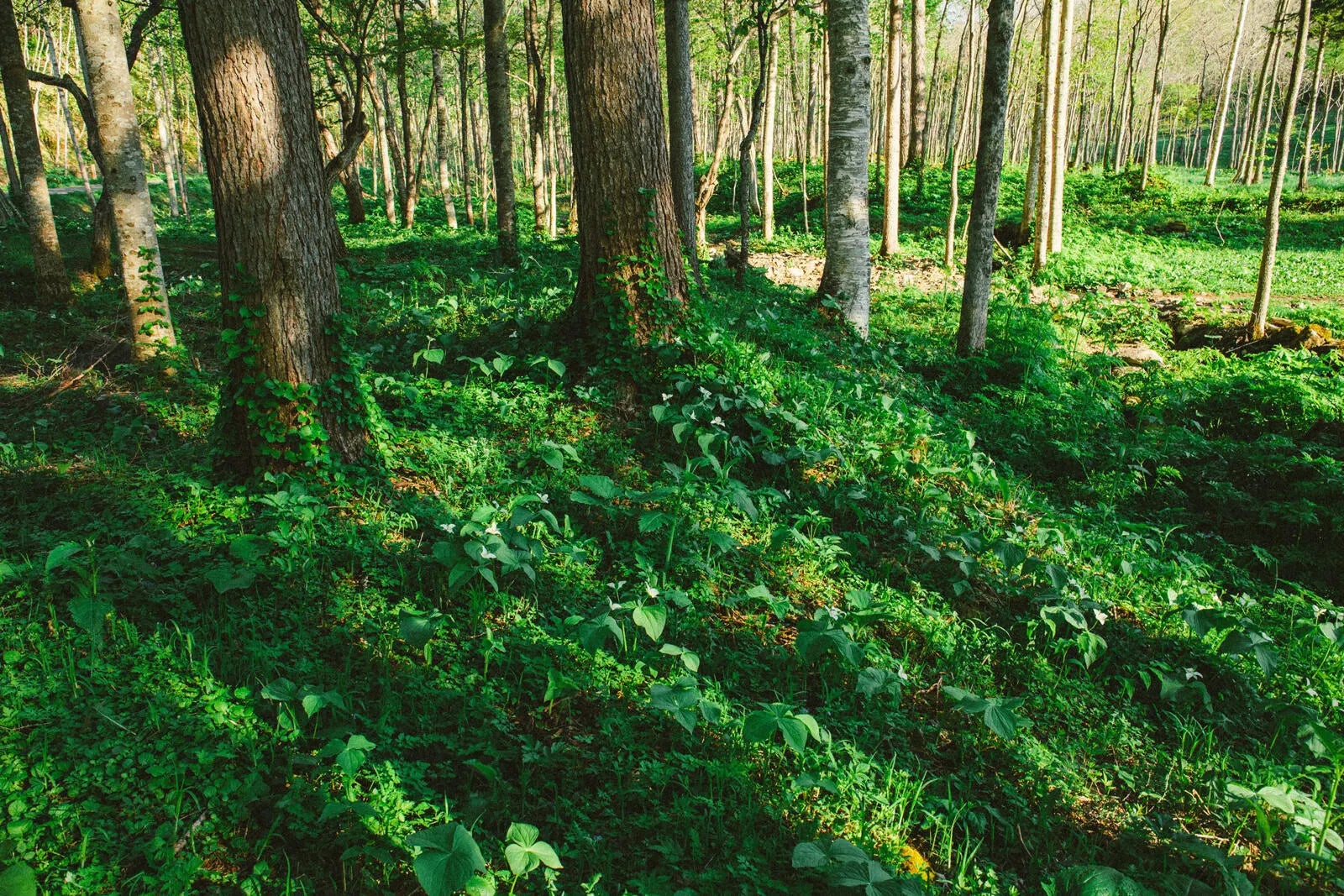 NALUQ ナルーク ハンドクリーム スプリングエフェメラル