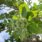 naure tamanu 脸部喷雾